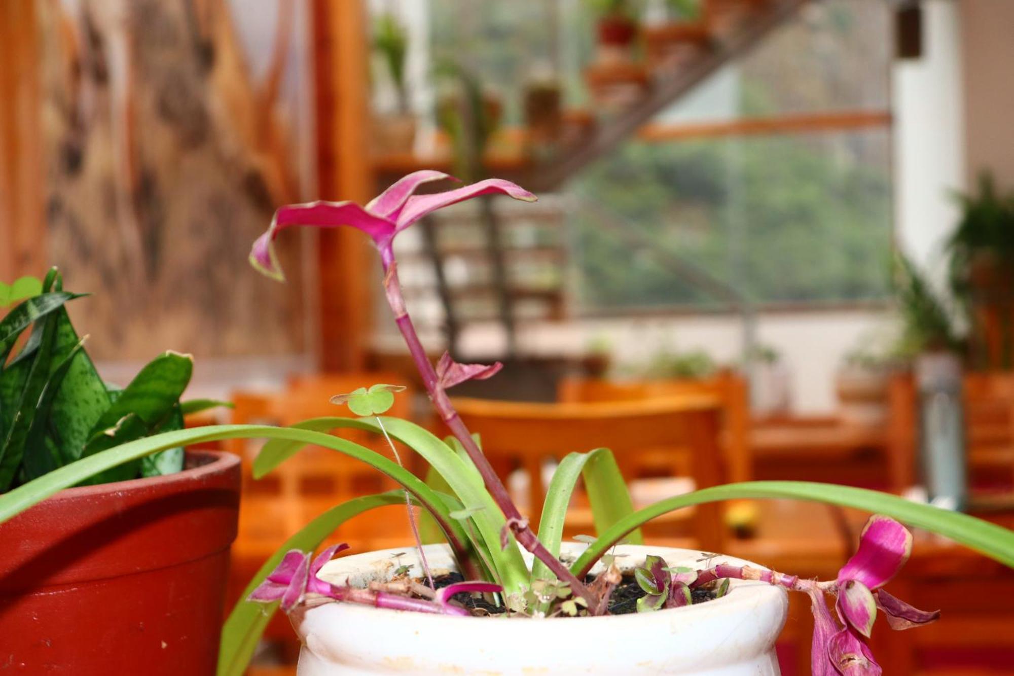 Fenix Hotel Machupicchu Luaran gambar